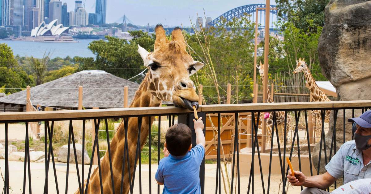 タロンガ動物園 入園チケットの割引予約（シドニー） | Klook
